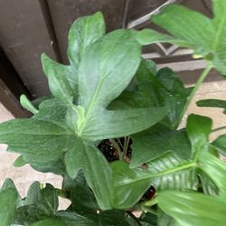 Philodendron Pedatus Indoor Plants
