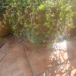 Flower Pot