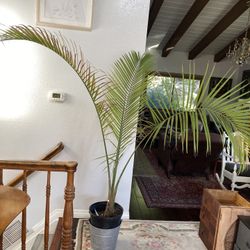 Tropical Tree Plant Palm Tree