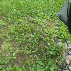 Lawn Mow Needed Monday