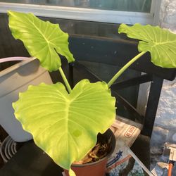 Elephant Ears Plant 