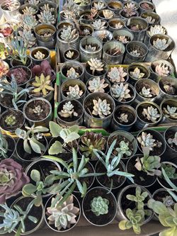 Succulents $1 Each 