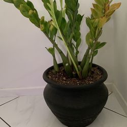 Indoor Zz Plant Money Plant In Black Clay Pot