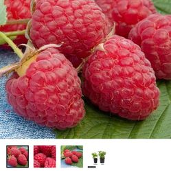 Raspberry Plant 2-3 Feet Tall