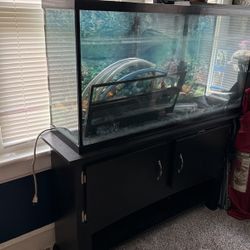Fish Tank 
