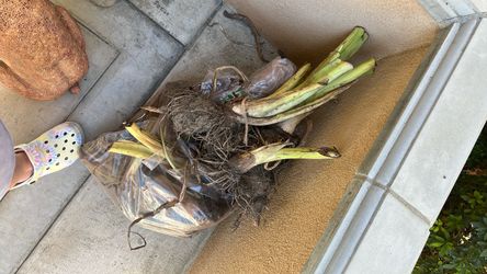 Approximately 50 ELEPHANT EAR BULBS