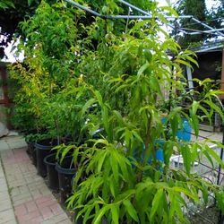 All Organic (Nectarine) White Peaches And Yellow Already Fruits Tree, It's Over 5F Tall