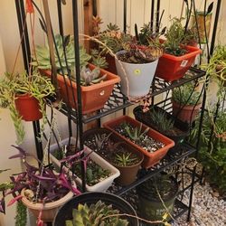 Succulent & Cactus Sale – Starting at $5!