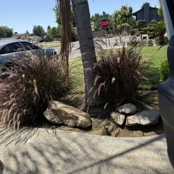 Two Beautiful Plants For Free