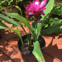 Pretty Curcuma! Just Made Flower ! For $15!or Two For $25