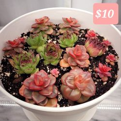 Succulents Arrangement 