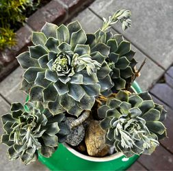 Beautiful Echeverría Suculent Ready to Bloom