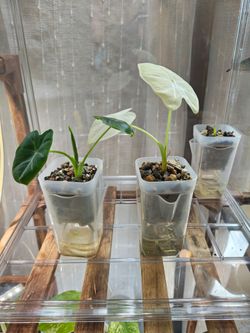Alocasia Variegated Frydek