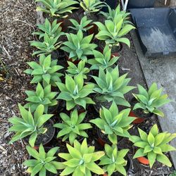 Foxtail Agaves (Agave Attenuata) Succulent Plants