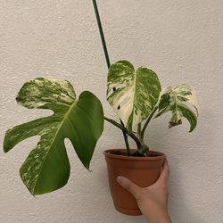 Monstera Albo