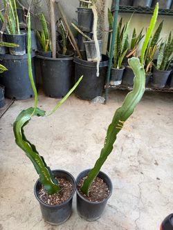 Dragon fruit