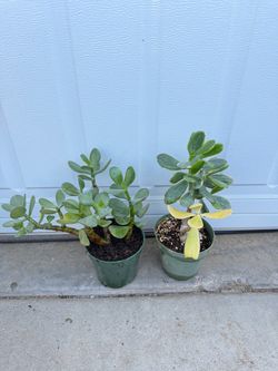 2 different types of jades. (Green and tricolor)