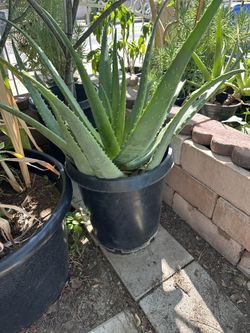Aloe Vera Plant