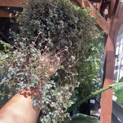 Live art plant, Pilea red stem (6” pot) plant covers pot, you don’t see pot; 95820