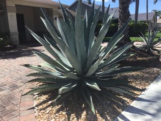 2 Large Blue Agave Plants