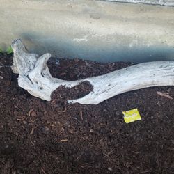 Driftwood Harden Planter