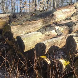 FREE 10 FT LOGS GOOD CONDITION ..