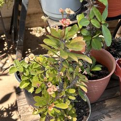 Planta Corona de Cristo