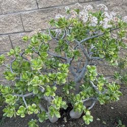 Beautiful Very Big Jade Tree With Flowers Like decoration In a Garden 