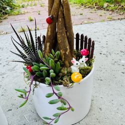Money Tree Live Plant and Succulent Live Plant In Ceramic Pot With Decoration $15/each 