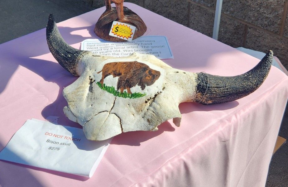 Bison Skull