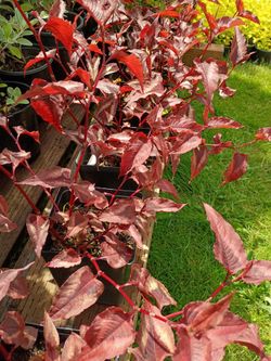 Red dragon percicaria