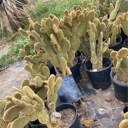Bunny ears plants