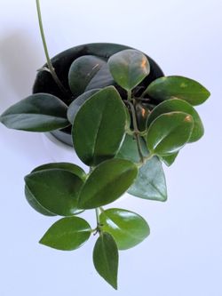 Lipstick plant