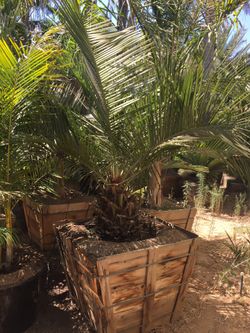 Palm-Chilean Wine Palm