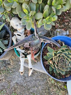 Outdoor plants