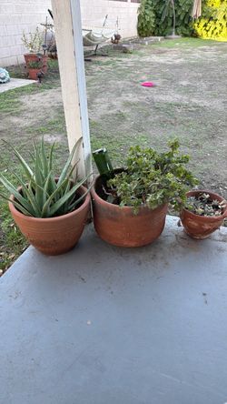 Terracotta Planters