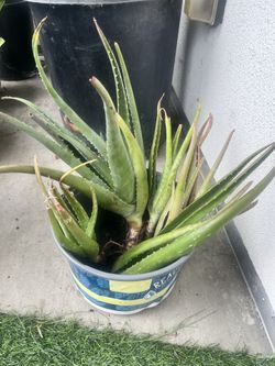 Aloe Vera for Sale (Read Description )
