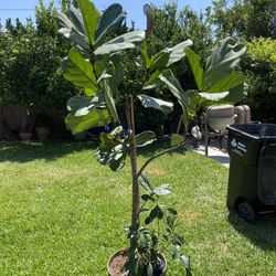Fiddle Leaf Fig 6’ tall