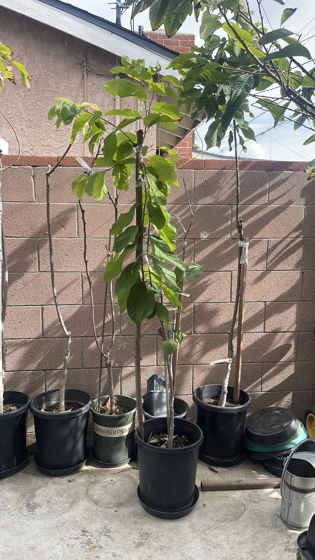 PPC and African pride Atemoya ( 2 in 1 plant)