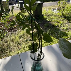 Mini-Monstera Climbing Cutting In Water Culture For Rooting