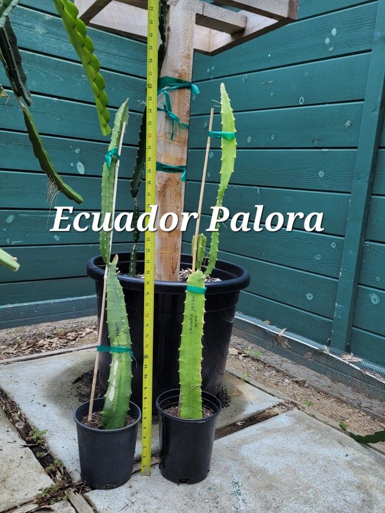 Dragon Fruit (Ecuador Palora)