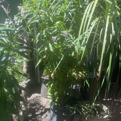 Plantas De Belen Grandes 