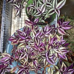 Wandering Jew Plants