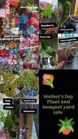 Plants and bouquets