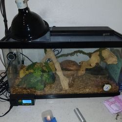 Snake and terrarium