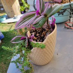 Tradescantia Nanu 