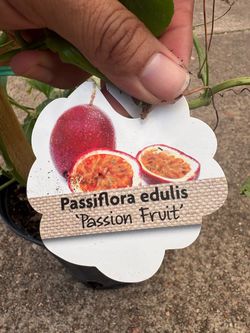 Passion fruit vine