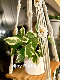 2 For $5 House Plants