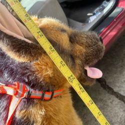Big German Shepard Plushy 