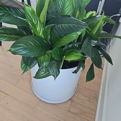 Peace Lily Plant